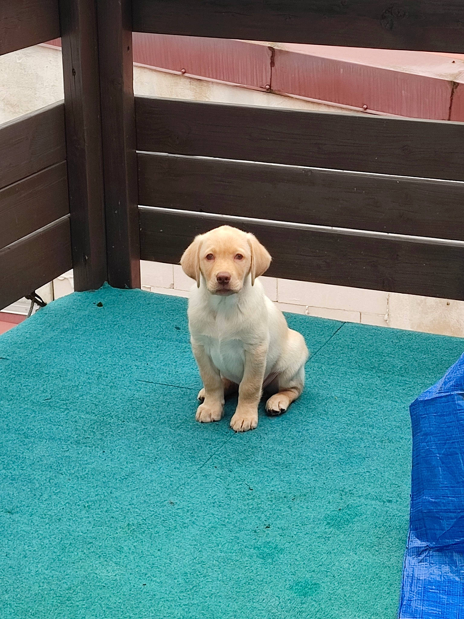 Haiko a rejoint le concours — aidez-le/la à gagner de superbes lots ! bear, canidae, carnivore, companion_dog, dog, dog_breed, fawn, floor, flooring, grass, green, leisure, line, mammal, marine_mammal, recreation, snout, sporting_group, tail, working_animal