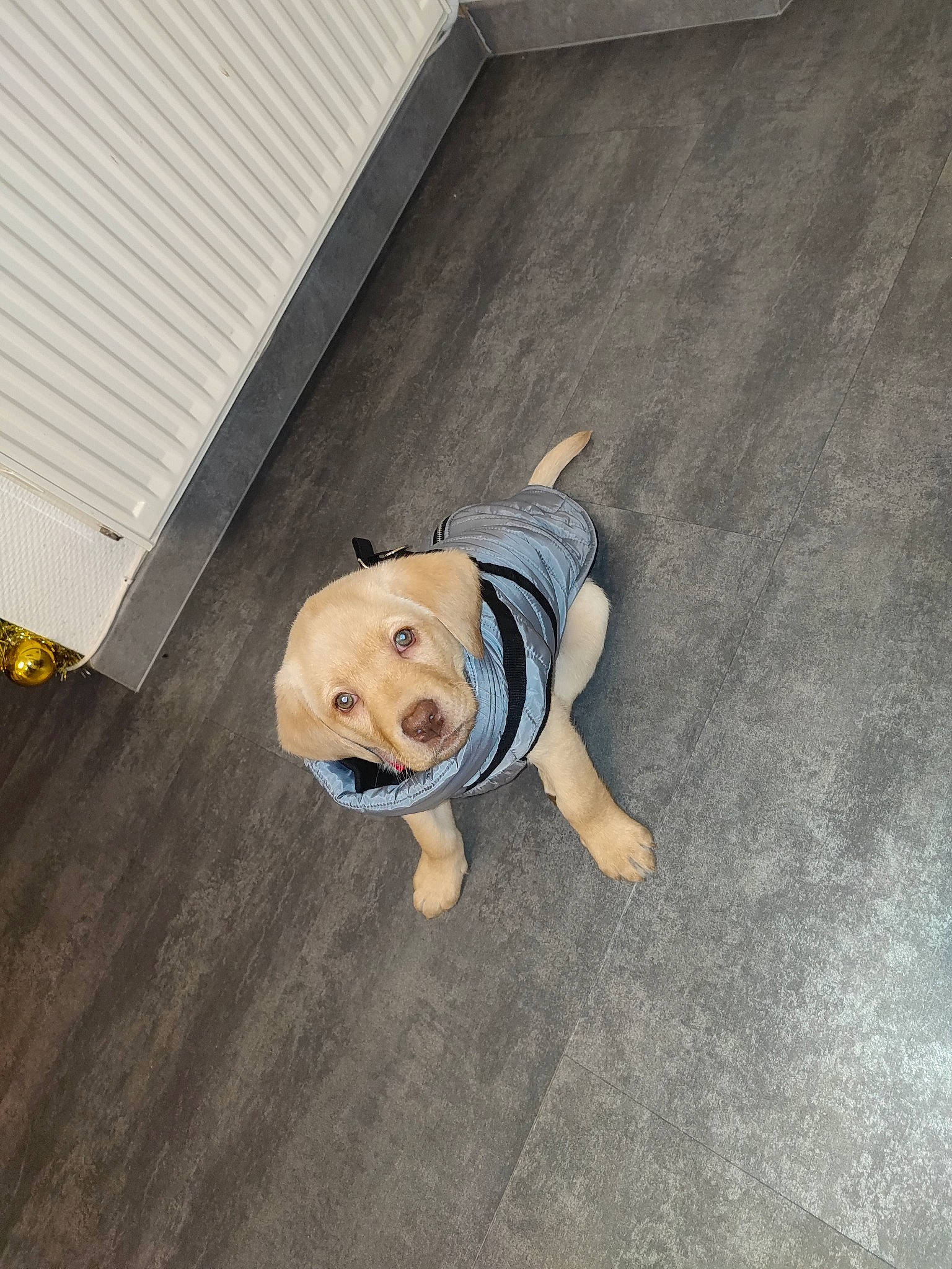 Haiko a rejoint le concours — aidez-le/la à gagner de superbes lots ! canidae, carnivore, companion_dog, concrete, dog, dog_breed, dog_clothes, fawn, floor, flooring, grass, hardwood, road_surface, snout, sporting_group, stuffed_toy, tail, toy, wood, working_animal