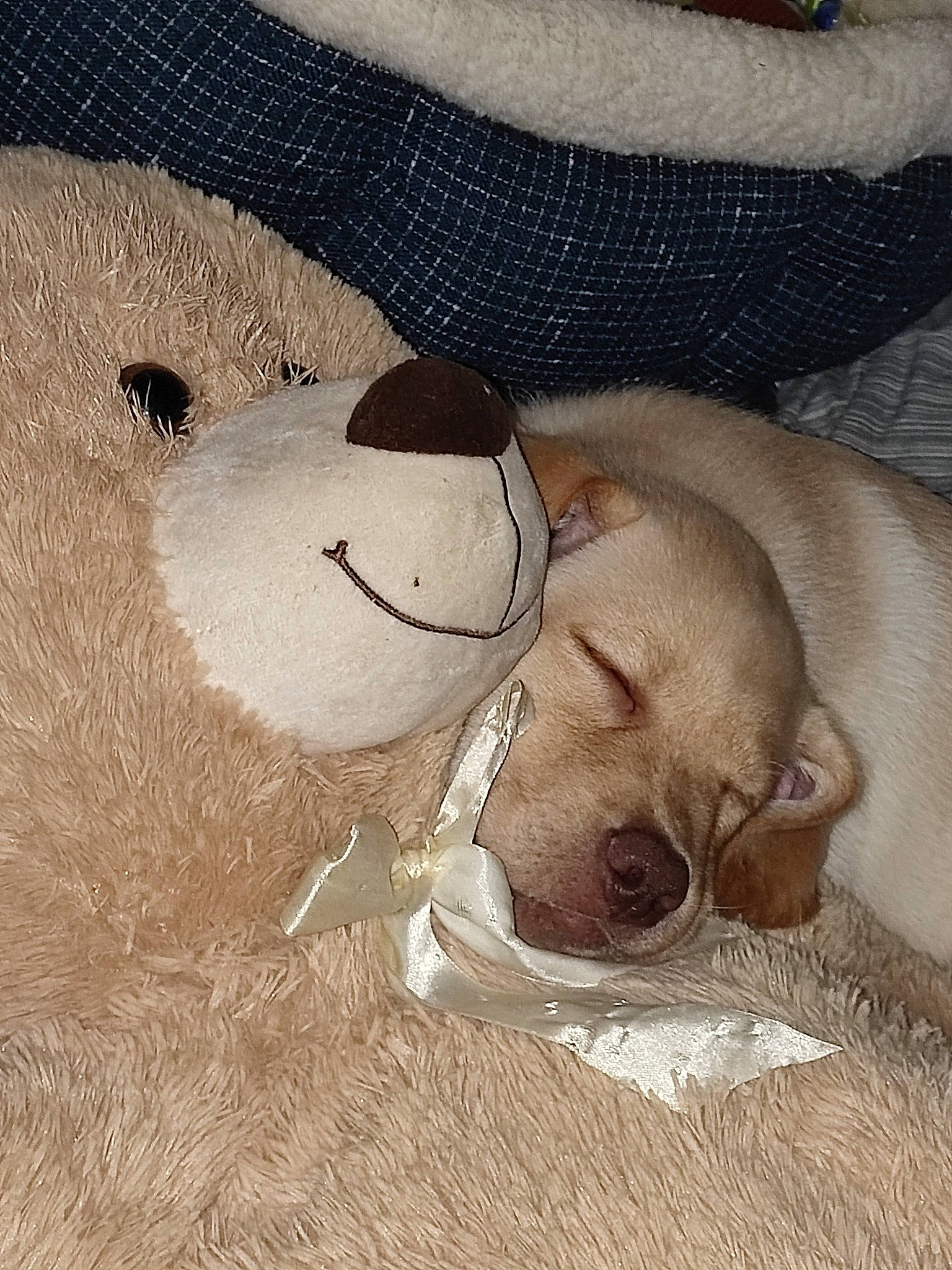 Haiko participe au concours pour gagner de l'argent avec cette photo : art, canidae, comfort, companion_dog, dog, fawn, fur, linens, mammal, plush, snout, sporting_group, stuffed_toy, teddy_bear, terrestrial_animal, textile, toy, vertebrate, wood, working_animal