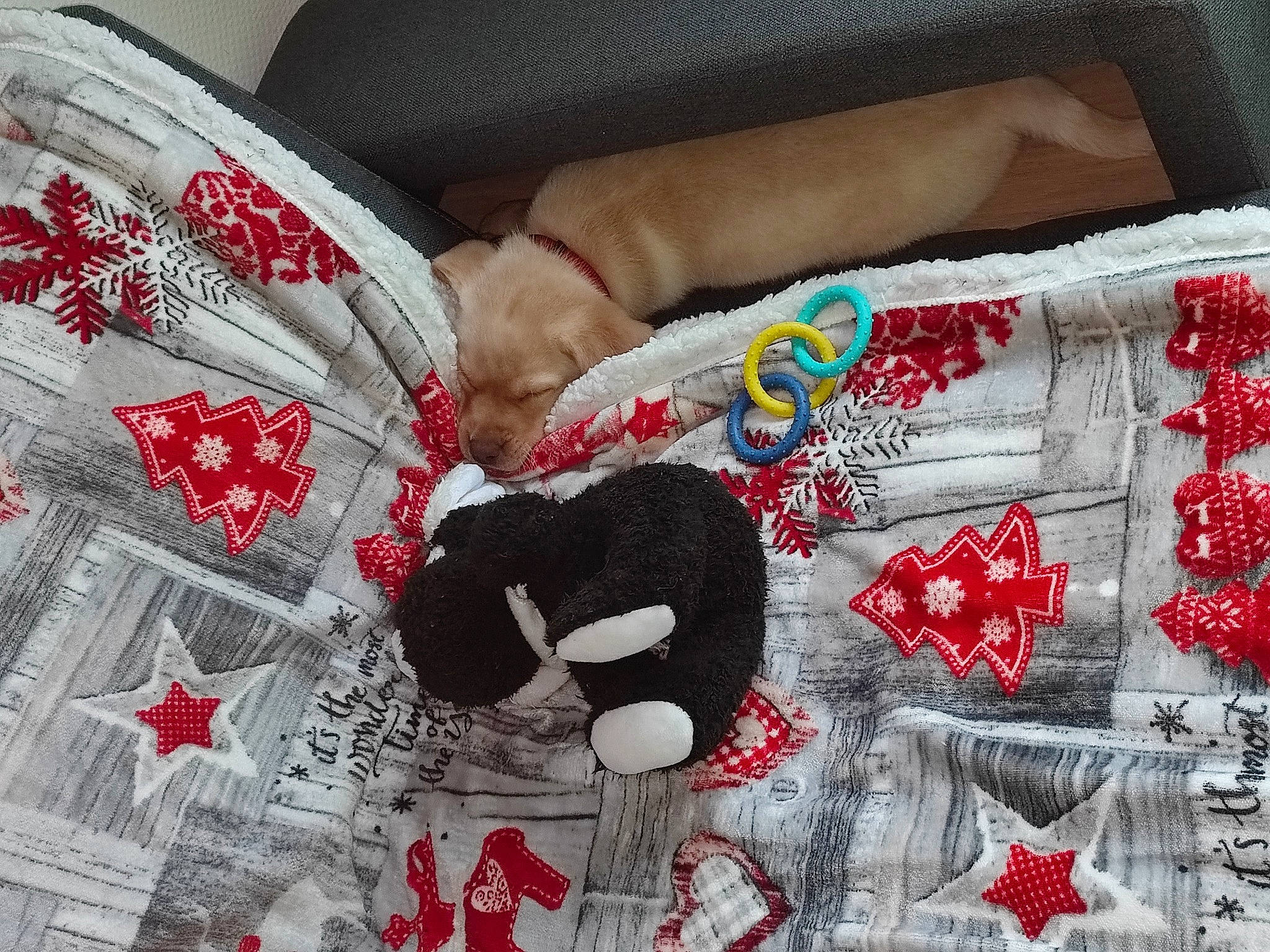 Haiko participe au concours pour gagner de l'argent avec cette photo : art, bedding, carmine, comfort, companion_dog, couch, craft, creative_arts, fashion_accessory, fur, linens, needlework, pattern, quilt, rectangle, red, sleeve, tablecloth, textile, visual_arts