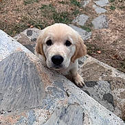 Balto participe au concours pour gagner de l'argent avec cette photo : dog, puppy, golden_retriever, canine, fluffy, cream_coat, portrait, face, eyes, nose, paw, outdoor, garden, yard, stone, rock, ledge, pathway, grass, cute