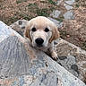 dog, puppy, golden_retriever, canine, fluffy, cream_coat, portrait, face, eyes, nose, paw, outdoor, garden, yard, stone, rock, ledge, pathway, grass, cute