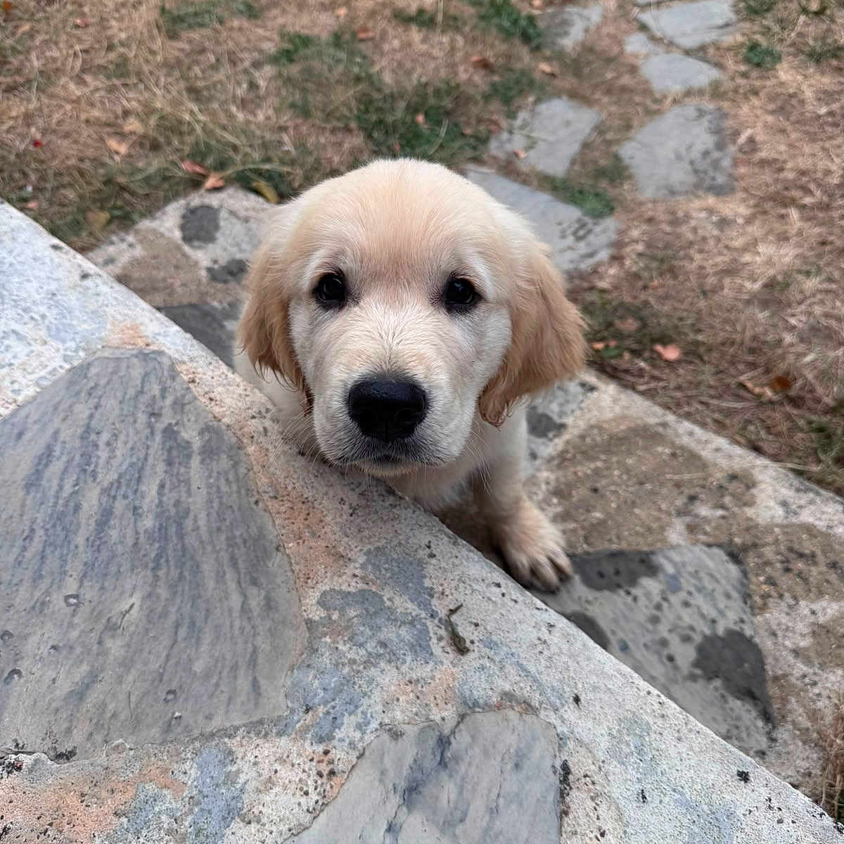 Balto participe au concours pour gagner de l'argent avec cette photo : dog, puppy, golden_retriever, canine, fluffy, cream_coat, portrait, face, eyes, nose, paw, outdoor, garden, yard, stone, rock, ledge, pathway, grass, cute