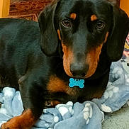 Acajou participe au concours pour gagner de l'argent avec cette photo : dog, dachshund, black_and_tan, pet, animal, portrait, sitting, indoors, blanket, blue_blanket, cozy, rug, carpet, brown_eyes, floppy_ears, long_snout, paws, collar, bone_tag, home
