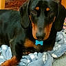 dog, dachshund, black_and_tan, pet, animal, portrait, sitting, indoors, blanket, blue_blanket, cozy, rug, carpet, brown_eyes, floppy_ears, long_snout, paws, collar, bone_tag, home