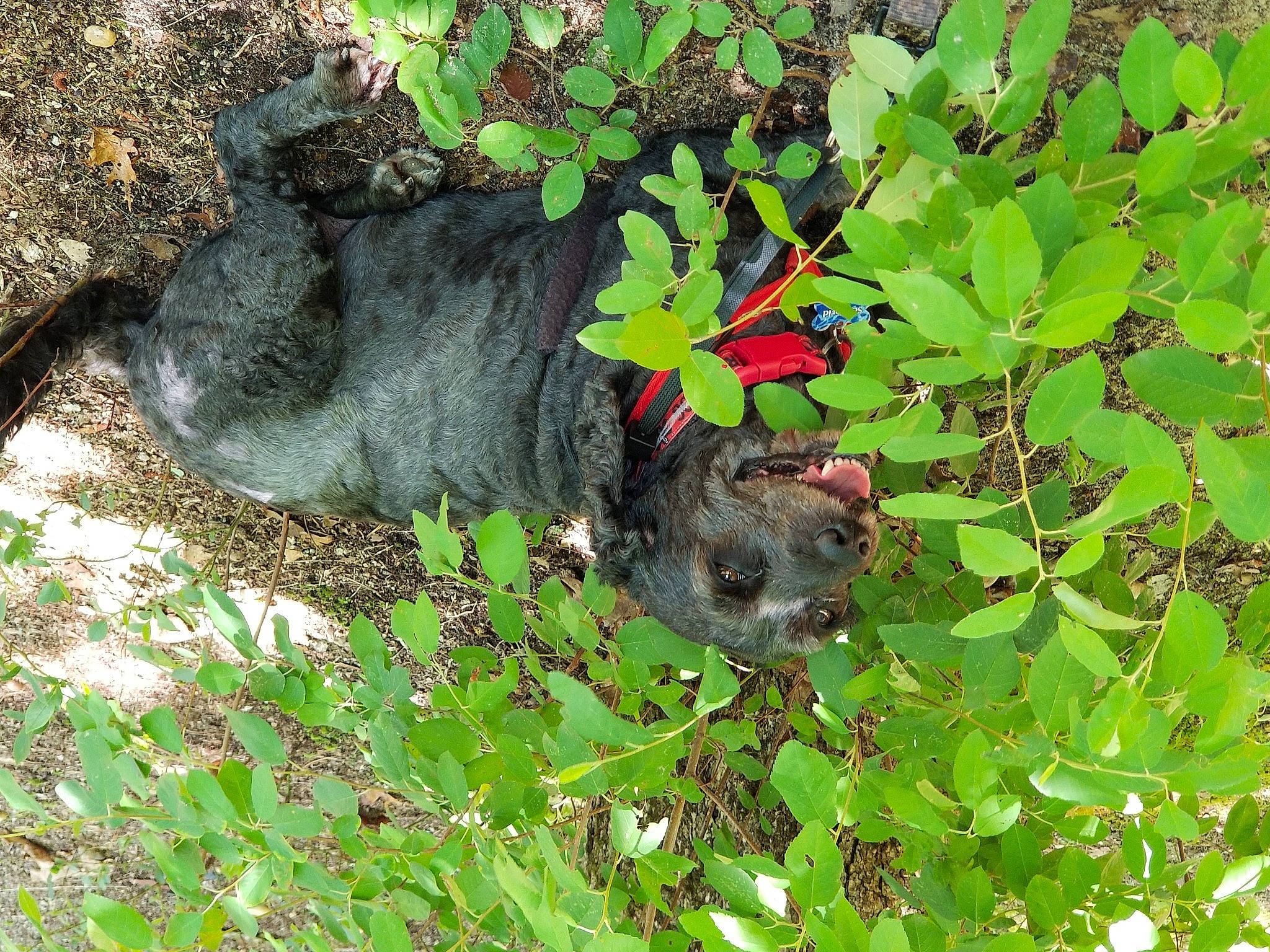 Gracie joined the competition — help win amazing prizes! canidae, flower, groundcover, leaf, organism, plant, shrub