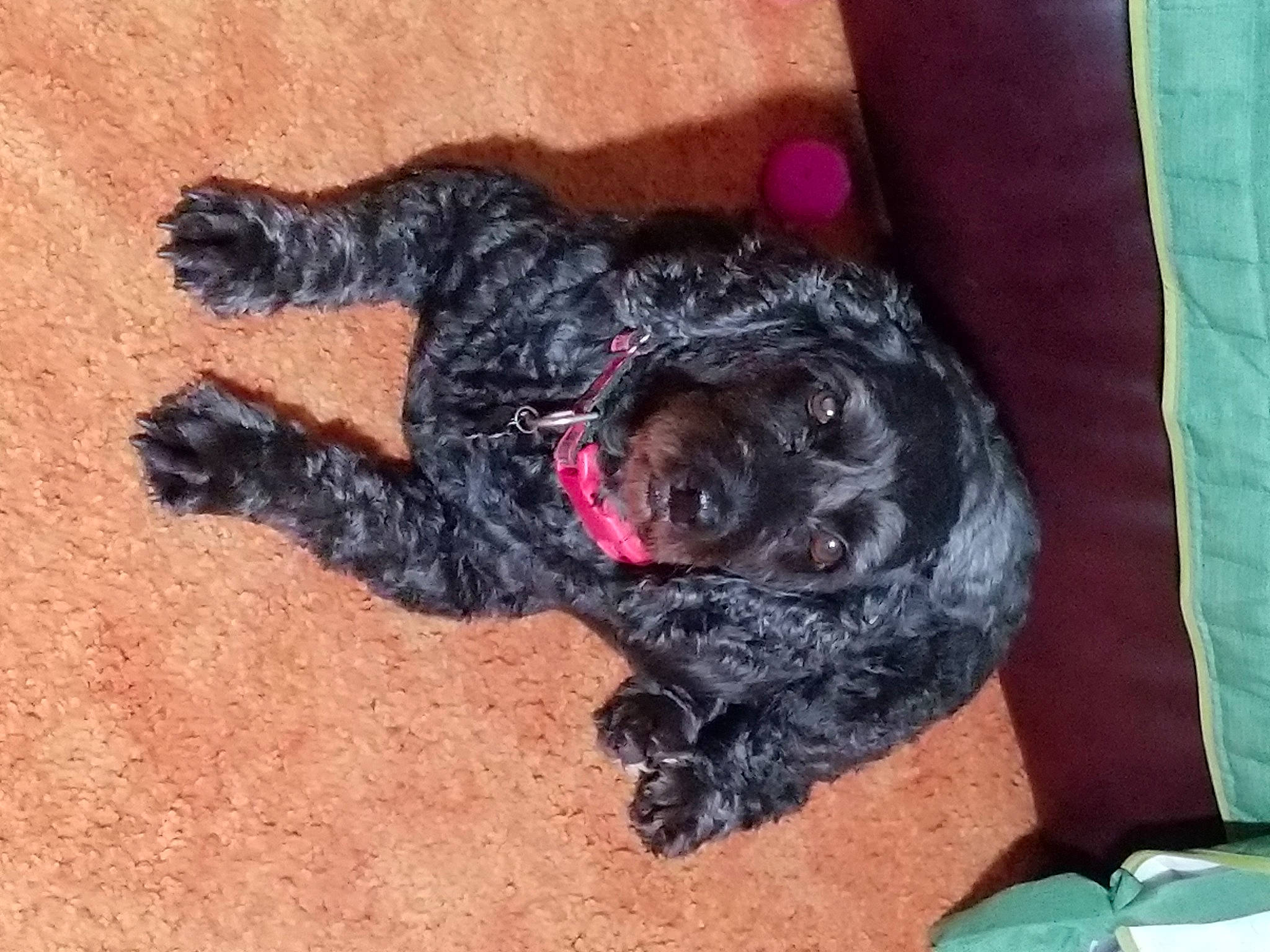 Gracie joined the competition — help win amazing prizes! american_cocker_spaniel, blue_picardy_spaniel, bolonka, canidae, carnivore, cavapoo, cockapoo, dog, dog_breed, labradoodle, mammal, miniature_poodle, non_sporting_group, portuguese_water_dog, schnoodle, spanish_water_dog, sporting_group, vertebrate