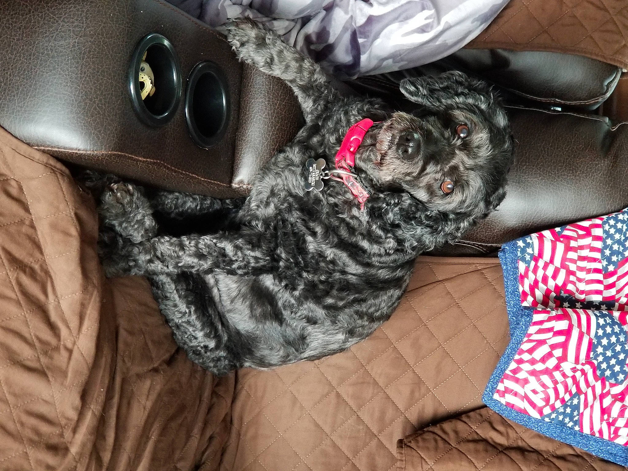 Gracie is registered to the contest to win money with this photo: canidae, carnivore, companion_dog, dog, dog_breed, fur, non_sporting_group, sporting_group