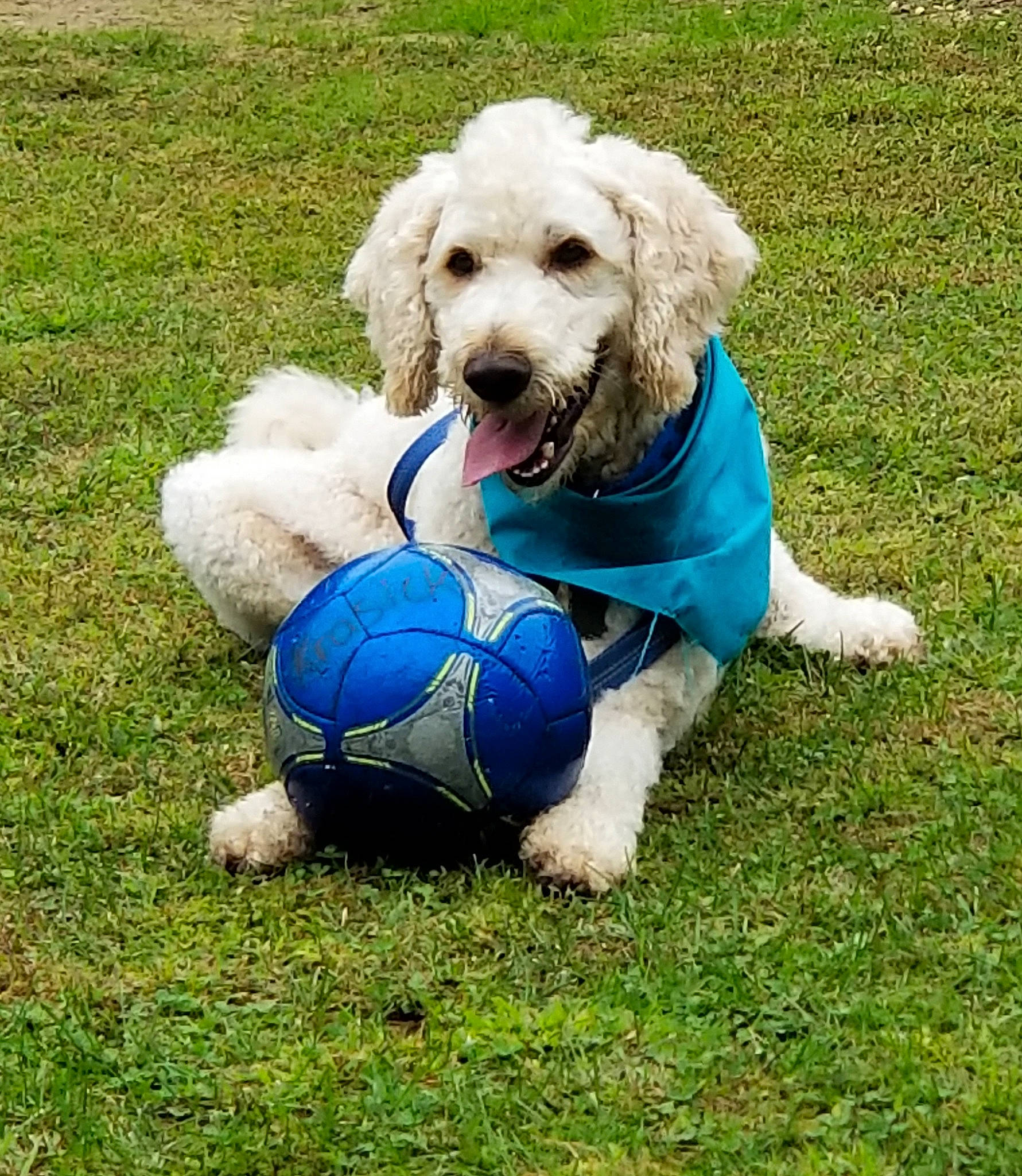 Gunny is registered to the contest to win money with this photo: ball, canidae, carnivore, cockapoo, companion_dog, dog, dog_breed, goldendoodle, grass, labradoodle, mammal, miniature_poodle, poodle_crossbreed, puppy, rare_breed_dog, soccer_ball, sporting_group, standard_poodle, toy_poodle, vertebrate