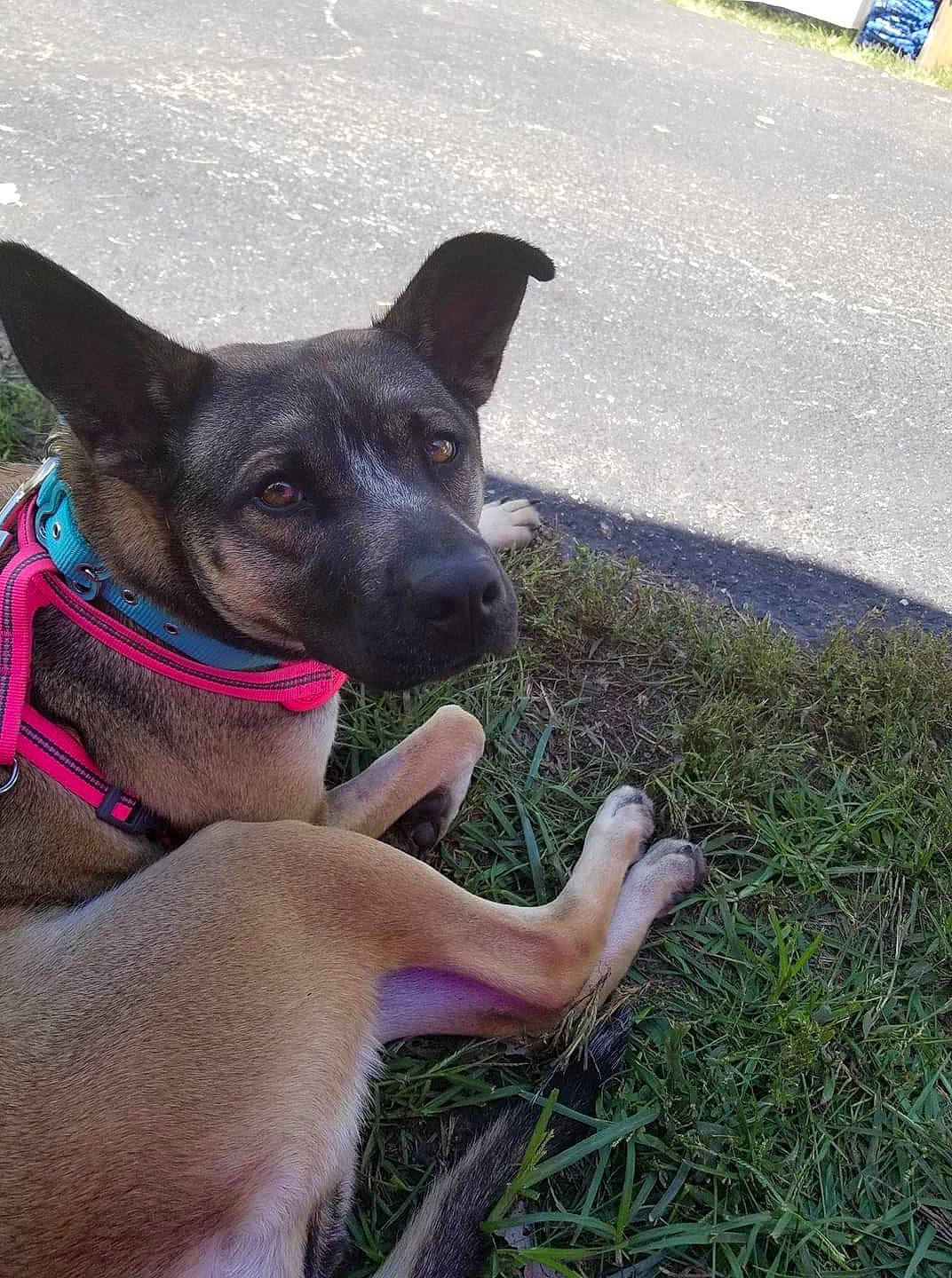 Chevy joined the competition — help win amazing prizes! adventure, canidae, carnivore, collar, companion_dog, dog, dog_breed, dog_collar, fawn, grass, non_sporting_group, plant, sporting_group, tail, terrestrial_animal, working_animal, working_dog