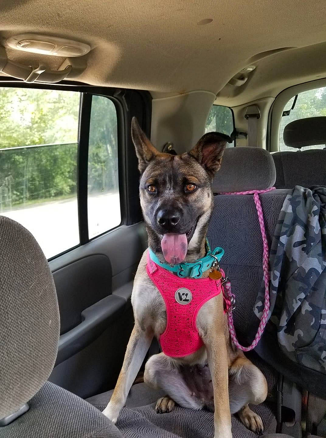 Chevy joined the competition — help win amazing prizes! auto_part, car, car_seat, car_seat_cover, carnivore, collar, companion_dog, dog, dog_breed, dog_collar, family_car, fawn, motor_vehicle, snout, sporting_group, steering_wheel, vehicle, vehicle_door, window, working_animal