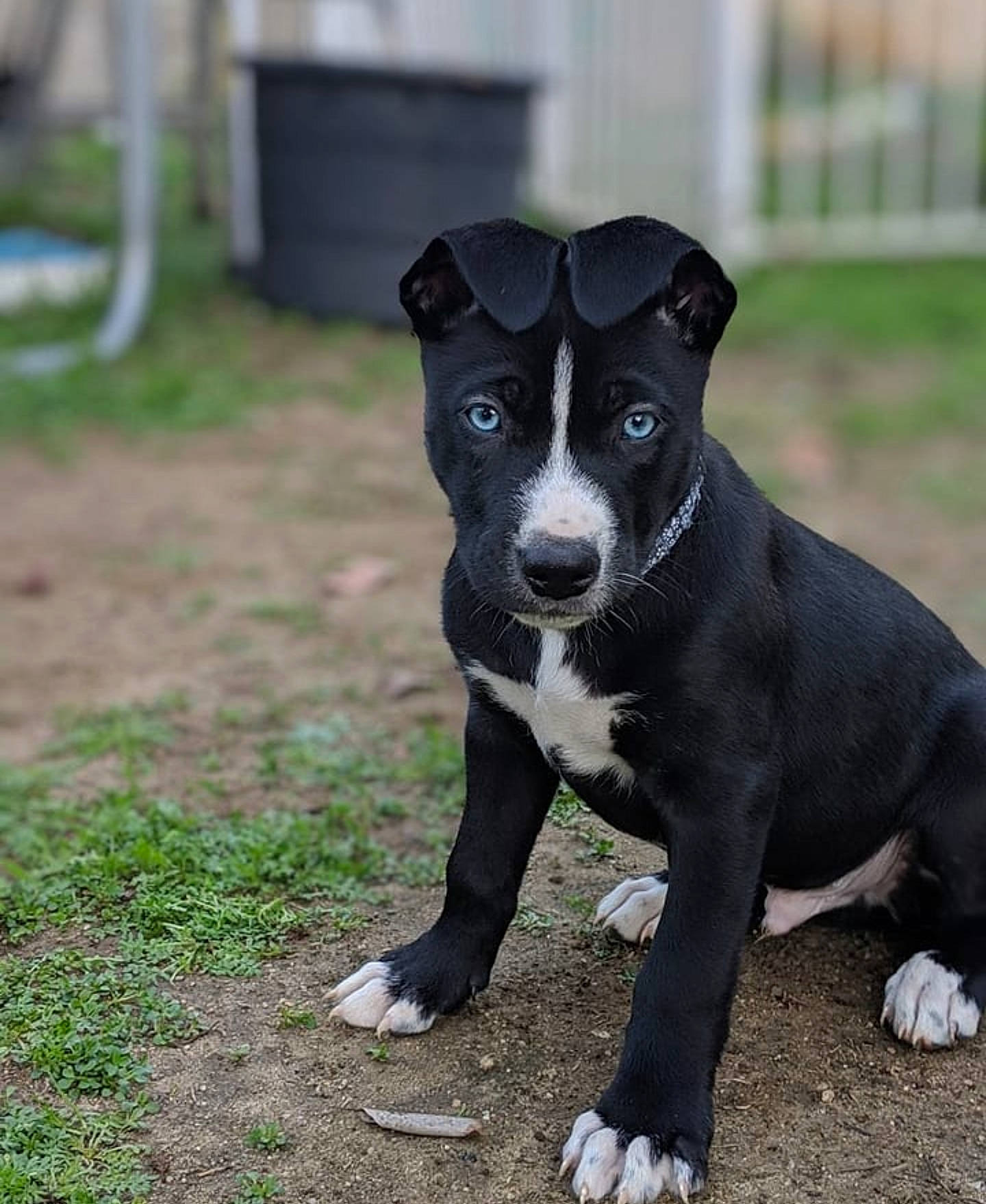 Aspen is registered to the contest to win money with this photo: american_pit_bull_terrier, american_staffordshire_terrier, bull_and_terrier, canidae, carnivore, companion_dog, dog, dog_breed, fawn, mammal, non_sporting_group, old_english_terrier, pit_bull, puppy, snout, sporting_group, staffordshire_bull_terrier, terrier, vertebrate