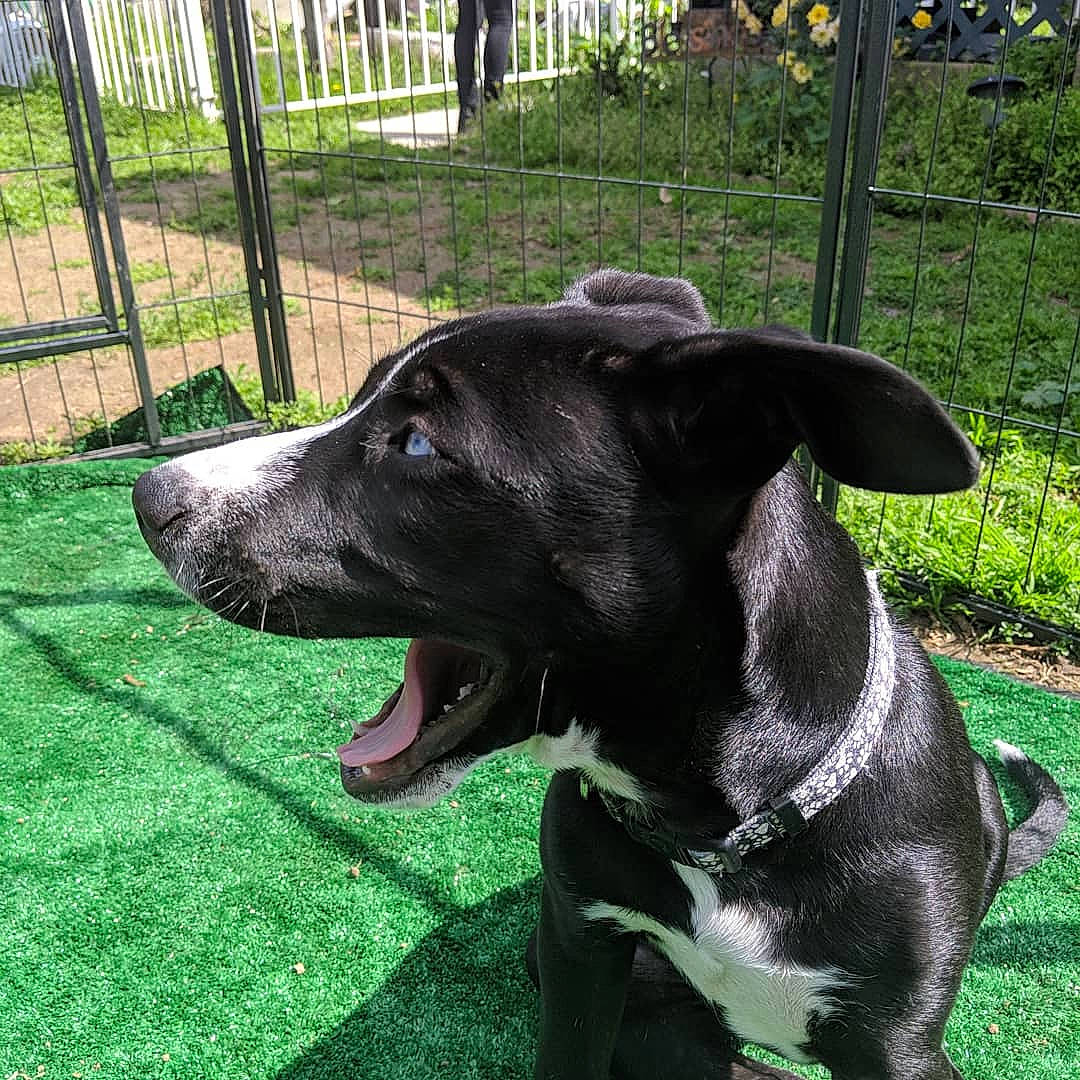 Aspen joined the competition — help win amazing prizes! borador, canidae, carnivore, dog, dog_breed, dog_collar, grass, green, labrador_retriever, lawn, mammal, patterdale_terrier, plant, rare_breed_dog, snout, sporting_group, tail, vertebrate