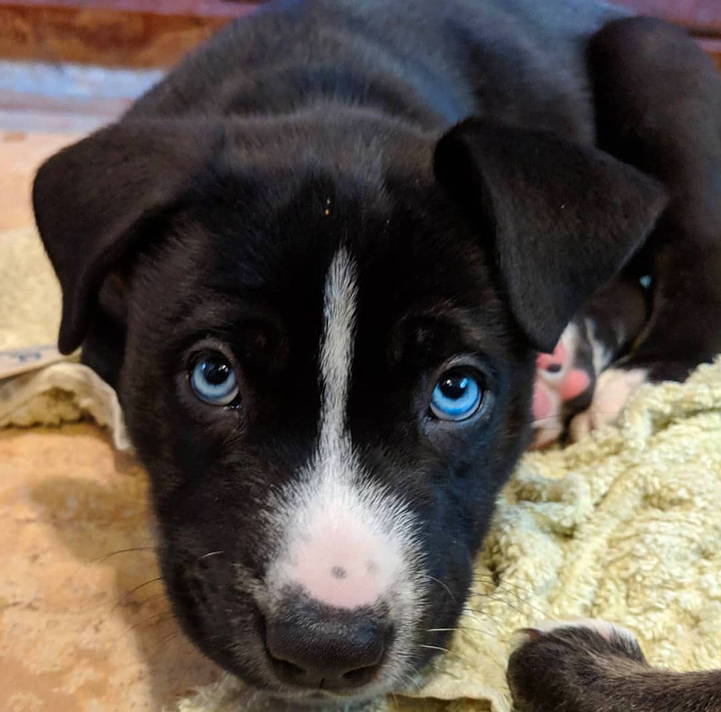 Aspen is registered to the contest to win money with this photo: borador, border_collie, canidae, carnivore, dog, dog_breed, eurohound, feist, mammal, mcnab, nose, potcake_dog, puppy, rare_breed_dog, snout, sporting_group, street_dog, vertebrate, whiskers