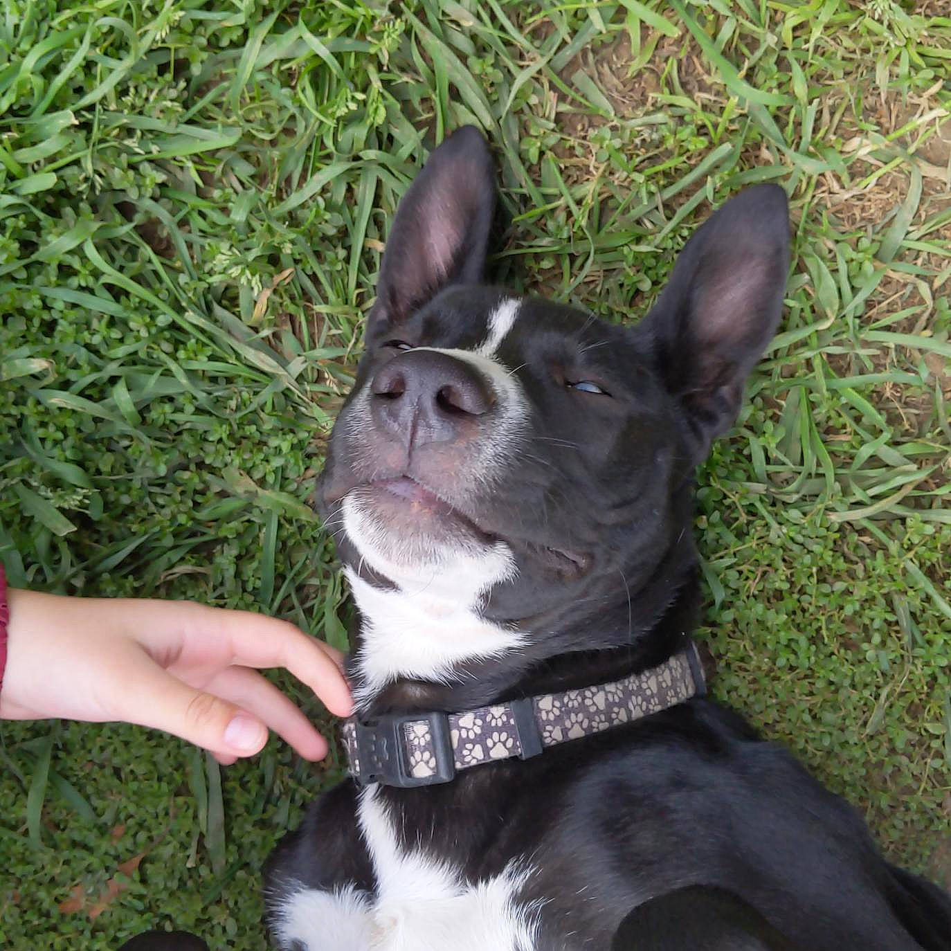 Aspen joined the competition — help win amazing prizes! boston_terrier, canidae, carnivore, collar, companion_dog, dog, dog_breed, dog_collar, ear, feist, french_bulldog, mammal, mcnab, non_sporting_group, snout, vertebrate, whiskers