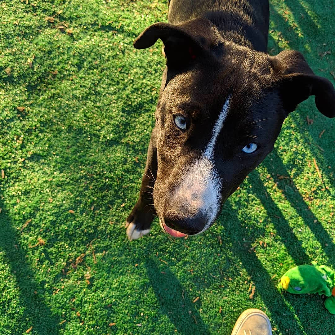 Aspen is registered to the contest to win money with this photo: american_staffordshire_terrier, canidae, carnivore, companion_dog, dog, dog_breed, feist, grass, mammal, mountain_cur, nose, plant, snout, sporting_group, vertebrate, whiskers