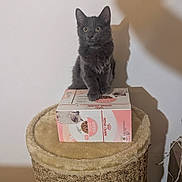 Plume participe au concours pour gagner de l'argent avec cette photo : cat, kitten, gray_kitten, pet, cat_tree, scratching_post, cardboard_box, cat_food_box, royal_canin, indoor, white_wall, shadow, wide_eyes, fur, paws, whiskers, wooden_floor, soft_top, portrait, sitting