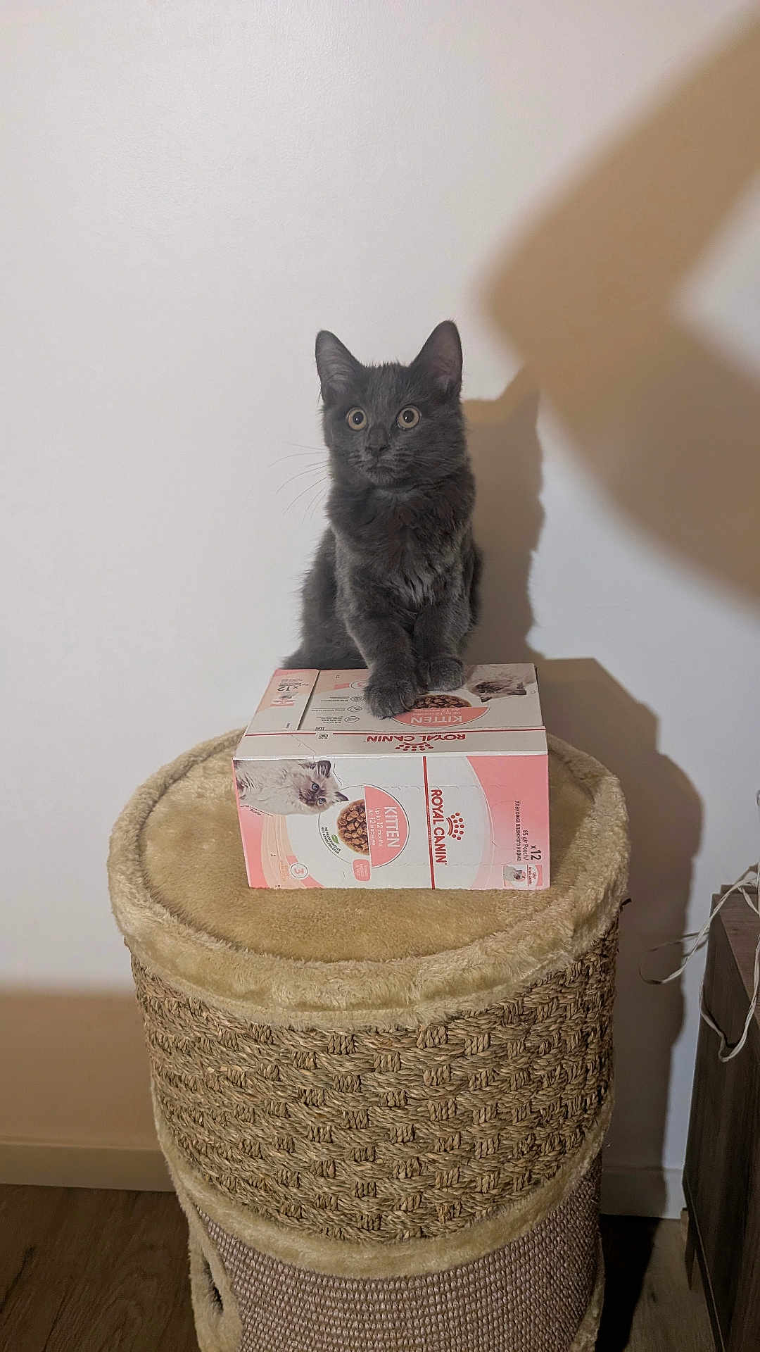 Plume participe au concours pour gagner de l'argent avec cette photo : cat, kitten, gray_kitten, pet, cat_tree, scratching_post, cardboard_box, cat_food_box, royal_canin, indoor, white_wall, shadow, wide_eyes, fur, paws, whiskers, wooden_floor, soft_top, portrait, sitting