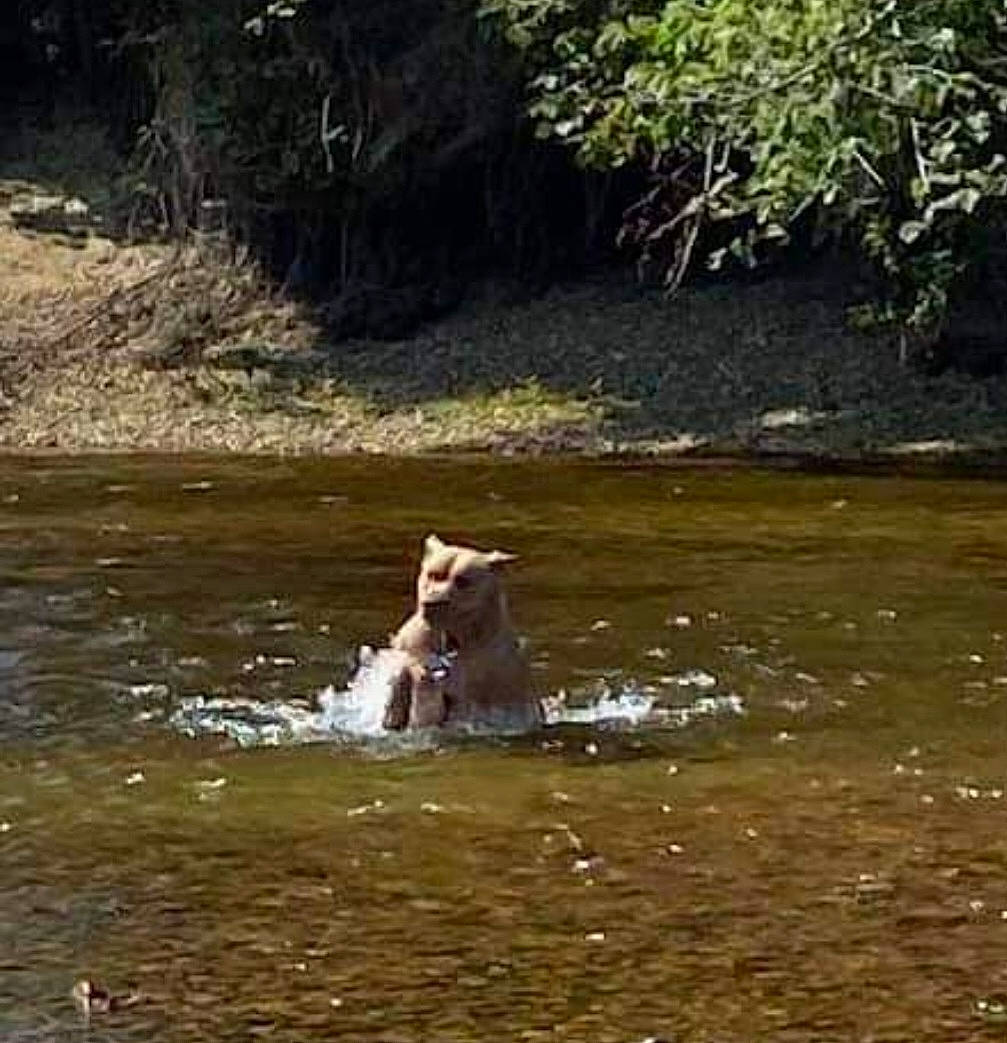 Dutch is registered to the contest to win money with this photo: bank, fawn, fluvial_landforms_of_streams, forest, grass, lake, natural_environment, natural_landscape, nature_reserve, plant, riparian_zone, spring, stream, water, water_resources, watercourse, wetland, wilderness, wood, working_animal