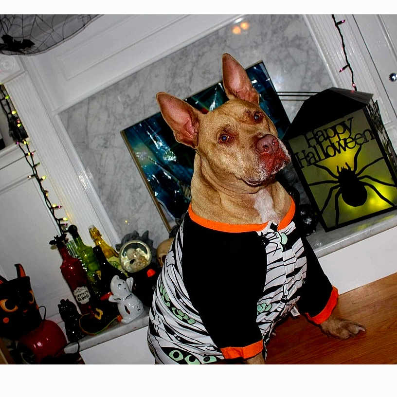 Dutch is registered to the contest to win money with this photo: carnivore, companion_dog, dog, dog_breed, dog_clothes, dog_supply, event, fashion_accessory, fawn, fun, party_hat, picture_frame, room, shelf, sleeve, snout, sportswear, t_shirt, toy_dog, whiskers