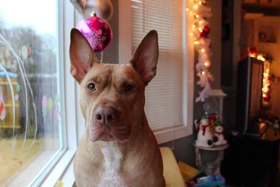 Dutch is registered to the contest to win money with this photo: ancient_dog_breeds, carnivore, companion_dog, dog, dog_breed, dog_supply, ear, event, fawn, fun, fur, liver, non_sporting_group, snout, sporting_group, whiskers, window, working_animal