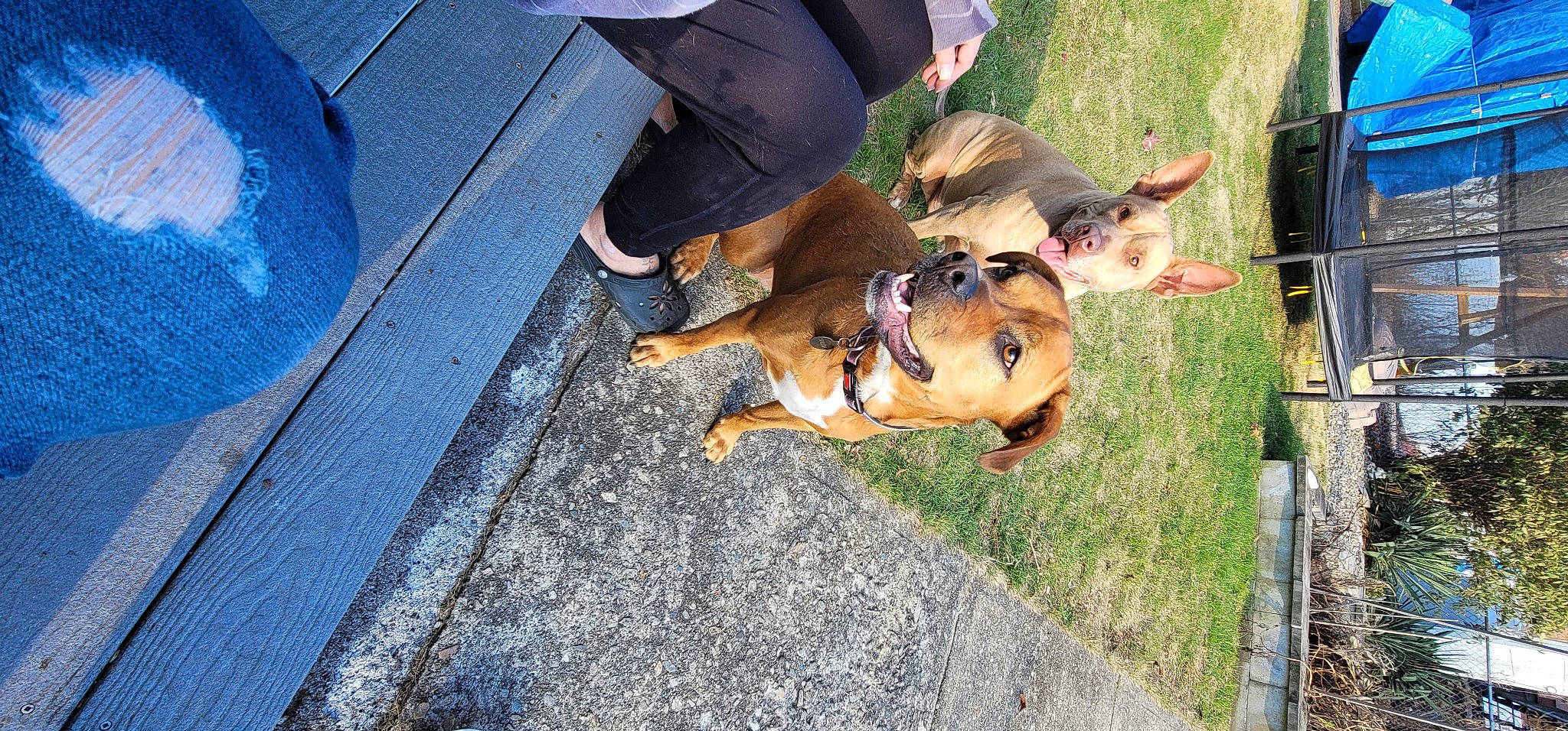 Dutch joined the competition — help win amazing prizes! asphalt, canidae, carnivore, companion_dog, dog, dog_breed, fawn, foot, fun, grass, human_leg, leash, leisure, plant, road_surface, sidewalk, sporting_group, tail, thigh, working_animal