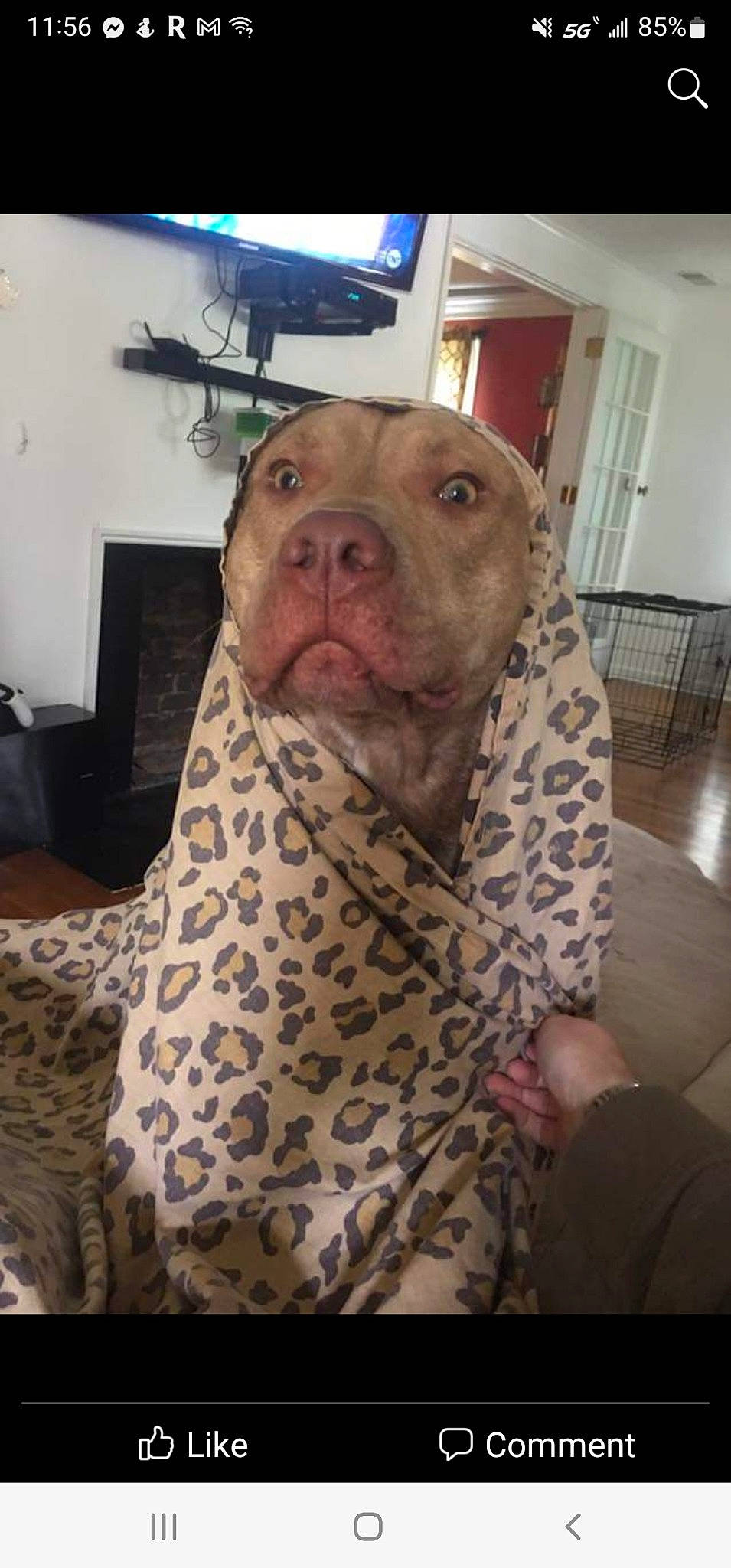 Dutch joined the competition — help win amazing prizes! canidae, carnivore, comfort, companion_dog, dog, dog_breed, dog_supply, fawn, flooring, fur, guard_dog, liver, pattern, picture_frame, room, snout, sporting_group, terrestrial_animal, whiskers, working_animal