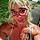 Amber F.