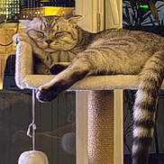 Smoky participe au concours pour gagner de l'argent avec cette photo : cat, sleeping, cat_tree, indoor, pet, feline, cozy, plush, striped_tail, relaxed, paw, perch, toy_ball, home, window, nighttime, soft_lighting, cute, animal, resting