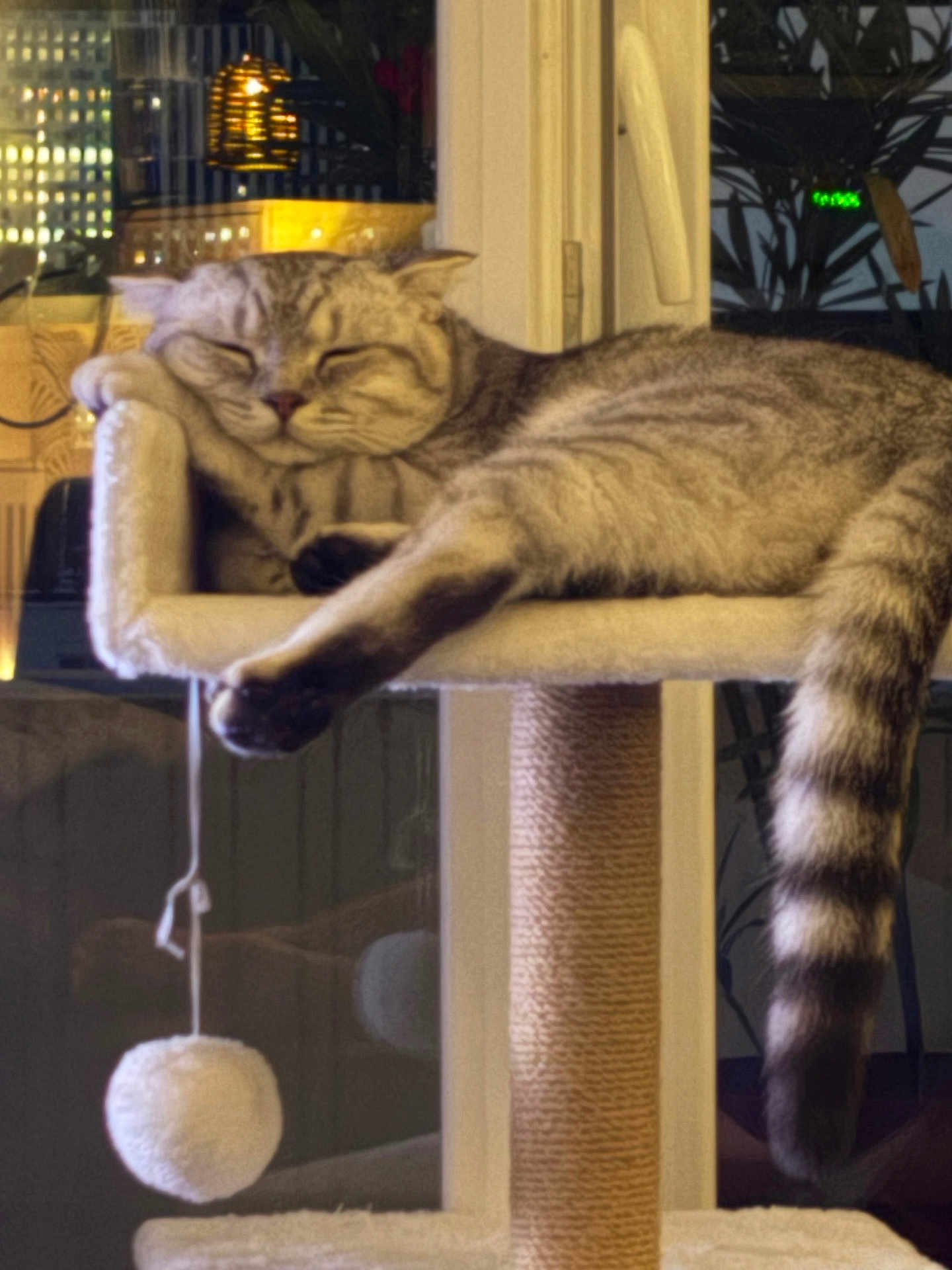 Smoky participe au concours pour gagner de l'argent avec cette photo : cat, sleeping, cat_tree, indoor, pet, feline, cozy, plush, striped_tail, relaxed, paw, perch, toy_ball, home, window, nighttime, soft_lighting, cute, animal, resting