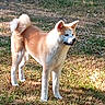 alert, animal_portrait, autumn, backyard, canine, curled_tail, dog, dry_grass, fence, fluffy, garden, grass, outdoors, pet, pointed_ears, standing, sunlight, tan_fur, white_fur, yard