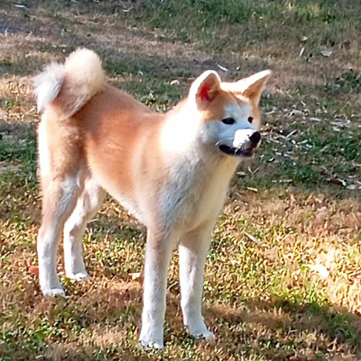 Akira