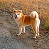 Akira a rejoint le concours — aidez-le/la à gagner de superbes lots ! akita, animal_portrait, autumn, canine, curled_tail, dirt_path, dog, dry_grass, fallen_leaves, fluffy, nature, orange_fur, outdoor, pet, pointed_ears, smiling, standing, sunlight, white_fur, woodland
