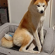 Akira participe au concours pour gagner de l'argent avec cette photo : akita, animal, black_nose, blue_toy, curled_tail, cute, dark_eyes, dog, floor, fluffy, home, indoor, pet_bed, pointed_ears, portrait, puppy, red_and_white_fur, sitting, tan_fur, white_chest