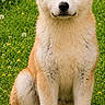 Akira a rejoint le concours — aidez-le/la à gagner de superbes lots ! akita, animal, canine, cute, dandelions, dog, ears, eyes, flowers, fluffy, front_view, fur, grass, greenery, meadow, nose, outdoor, portrait, puppy, sitting