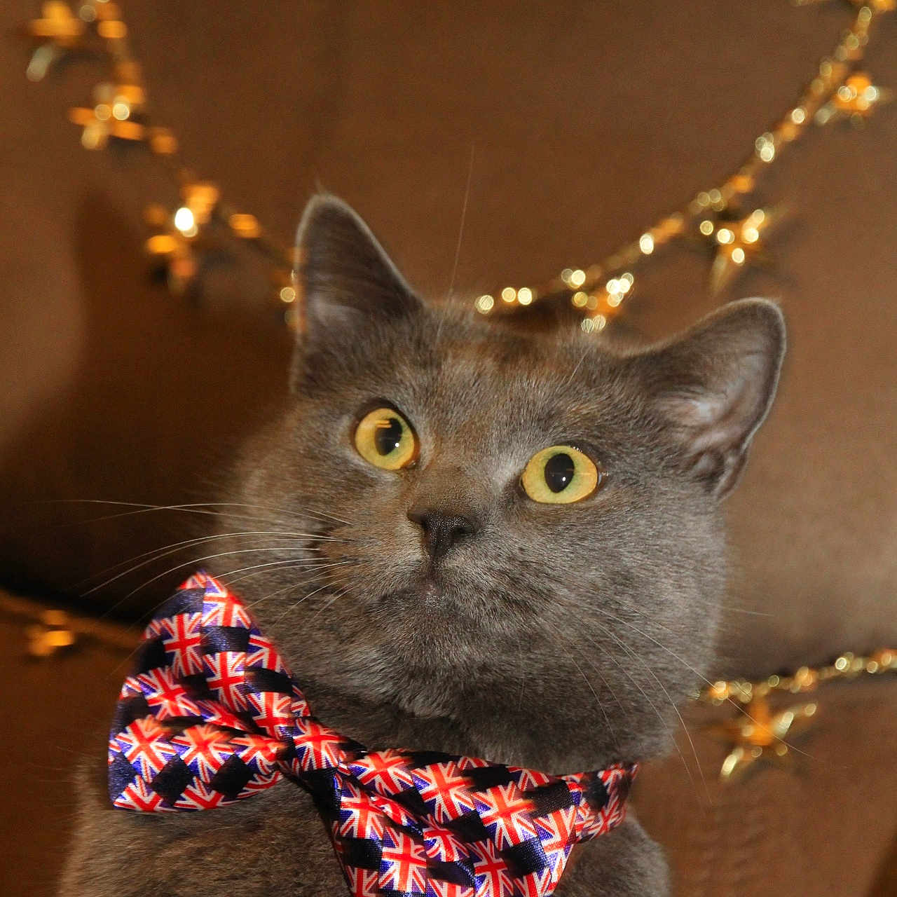 Tibert participe au concours pour gagner de l'argent avec cette photo : abyssinian, accessories, animal, bandana, bowtie, cat, collar, couch, formalwear, furniture, headband, jewelry, kitten, manx, necklace, necktie, ornament, pet, strap, tie