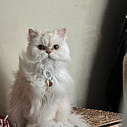 Millie joined the competition — help win amazing prizes! cat, fluffy, white_cat, pet, feline, sitting, indoor, basket, woven_basket, long_hair, tail, collar, tag, domestic_cat, portrait, animal, cute, fur, whiskers, alert
