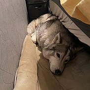 Taho participe au concours pour gagner de l'argent avec cette photo : dog, husky, pet, bed, resting, indoor, cozy, furniture, wall, animal, canine, sleepy, fur, cute, companion, quiet, relaxing, domestic, mammal, home