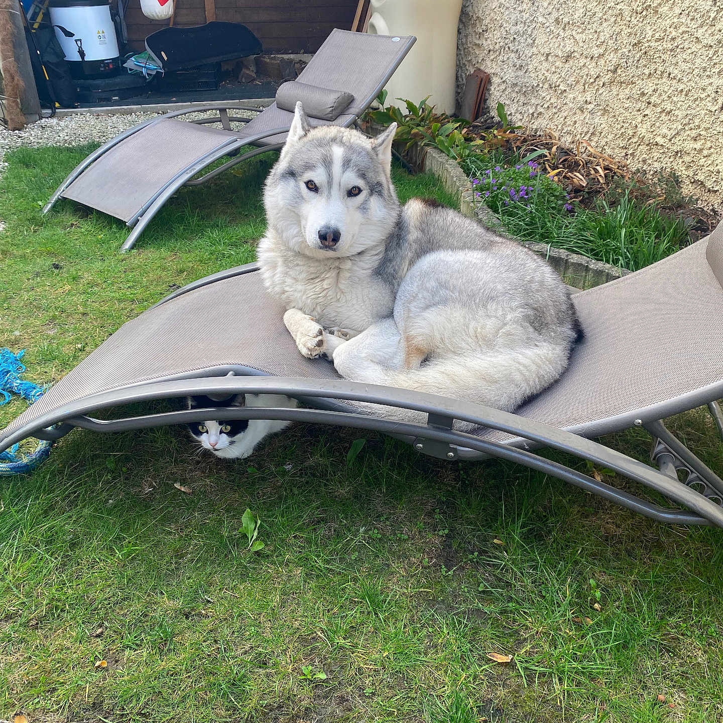 Taho a rejoint le concours — aidez-le/la à gagner de superbes lots ! animal, backyard, black, cat, curious, dog, fence, flowerbed, garden, grass, grey, husky, lawn, outdoor, pet, plants, relaxing, resting, sunbed, white