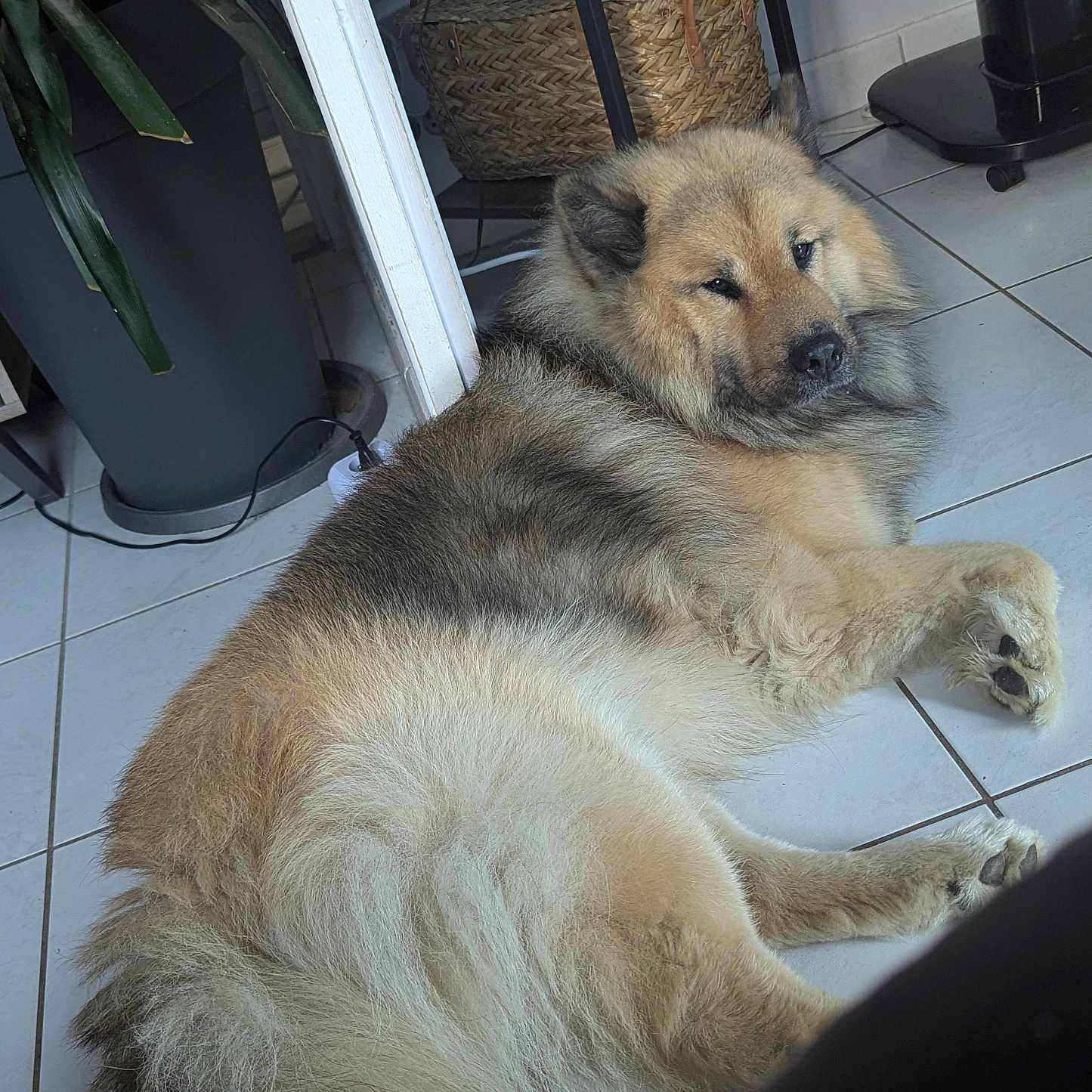 Sisko participe au concours pour gagner de l'argent avec cette photo : basket, black, brown, canine, dog, ears, floor, fluffy, fur, home, indoor, looking_back, paw, pet, plant, quiet, relaxed, resting, shelf, tile