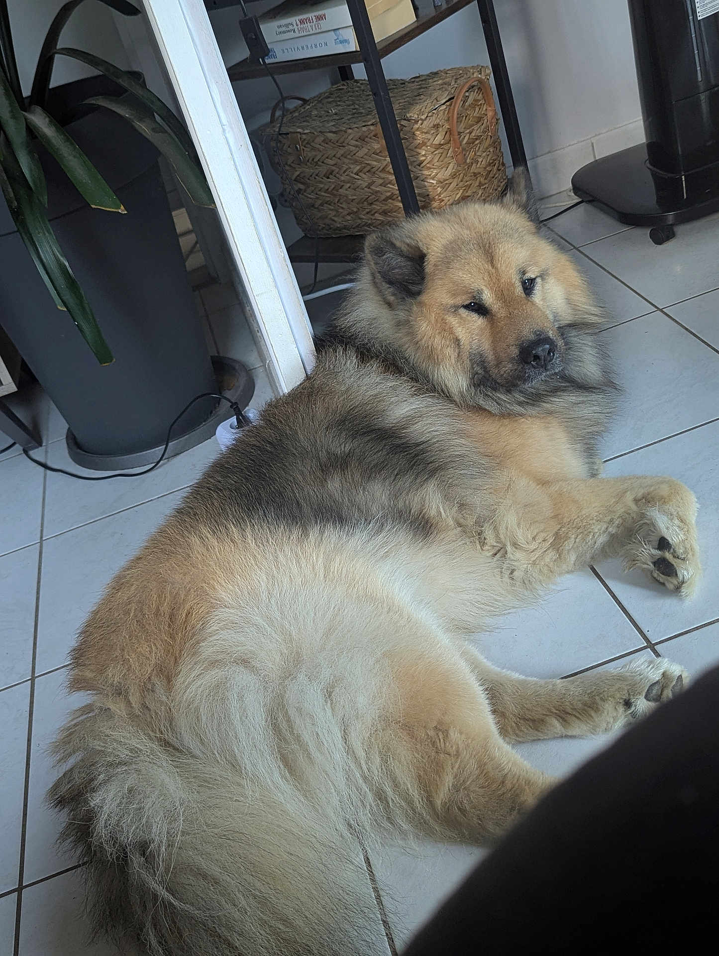Sisko participe au concours pour gagner de l'argent avec cette photo : dog, fluffy, indoor, floor, tile, plant, basket, shelf, resting, pet, canine, fur, brown, black, ears, paw, relaxed, looking_back, home, quiet