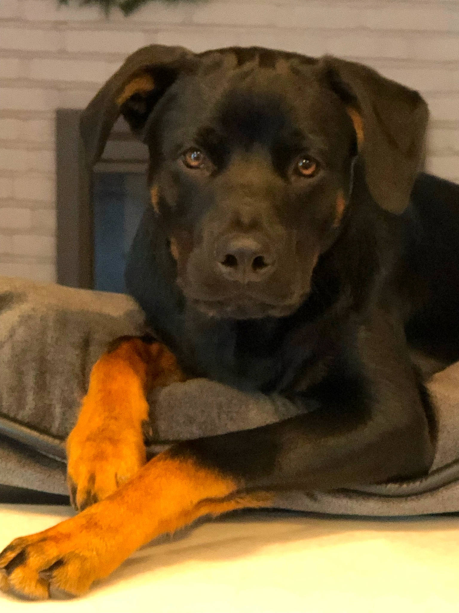 Scout is registered to the contest to win money with this photo: borador, canidae, carnivore, collar, comfort, companion_dog, dog, dog_breed, dog_collar, fawn, fur, guard_dog, pet_supply, rottweiler, snout, sporting_group, terrestrial_animal, whiskers, working_animal, working_dog