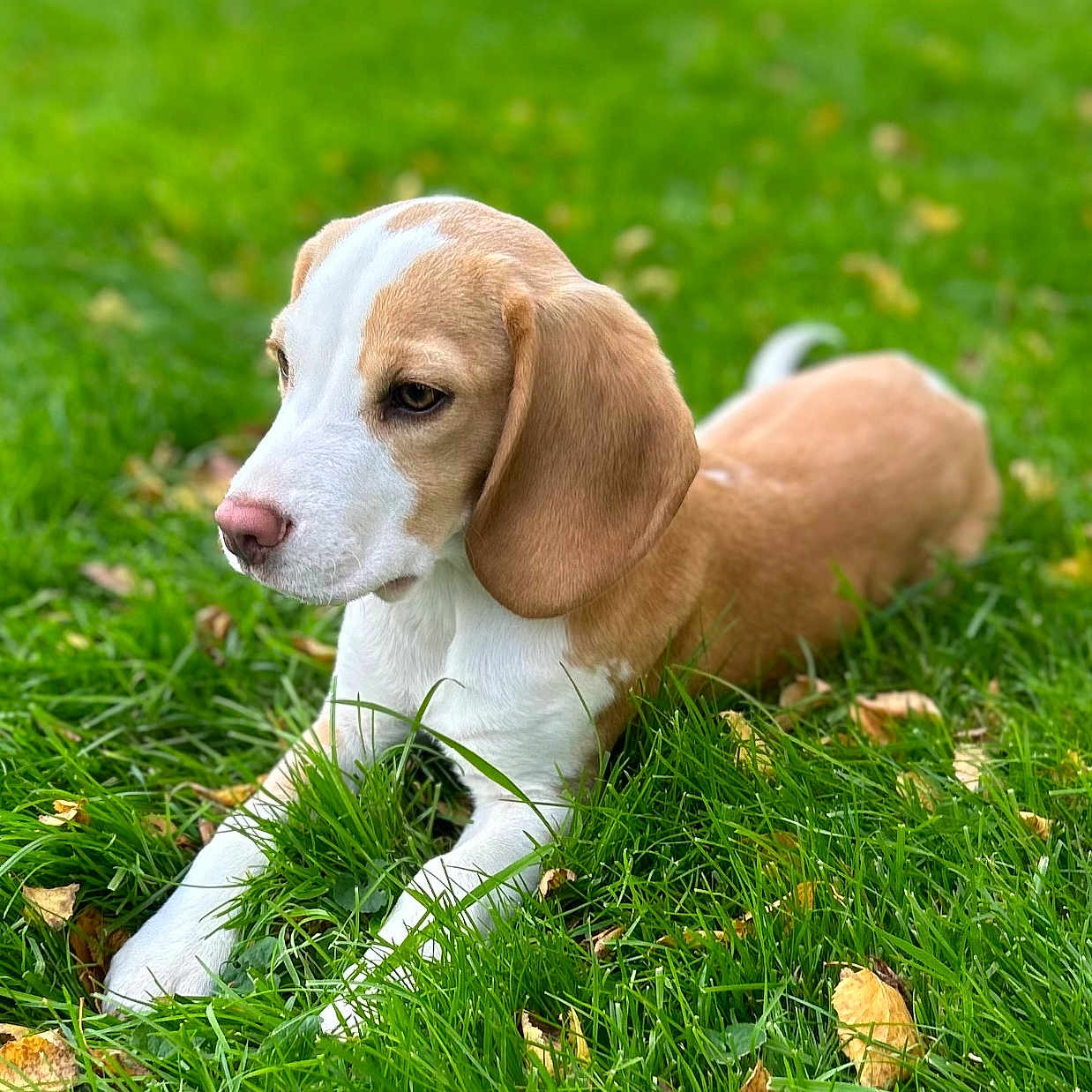 Vox a rejoint le concours — aidez-le/la à gagner de superbes lots ! animal, ball, beagle, bird, canine, dog, field, football, grass, hound, labradorretriever, lawn, pet, plant, pointer, puppy, soccer, soccerball, sport, whitedog