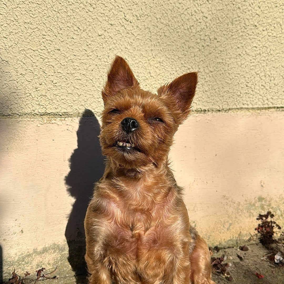Olanne participe au concours pour gagner de l'argent avec cette photo : animal, brown_dog, canine, cute, dog, expression, ground, leaves, nature, outdoor, pet, plants, shadow, sitting, small_dog, sunlight, sunny, texture, wall, yellow_wall