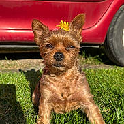 Olanne participe au concours pour gagner de l'argent avec cette photo : animal, closeup, cute, daytime, dog, ears, flower, fur, grass, nature, nose, outdoor, pet, red_car, shadow, sitting, small_dog, sunlight, vehicle, wheel