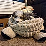 puppy, dog, plush_bed, soft_toy, carpet, indoor, furniture, board_game, cozy, sleepy, pet, animal, brown, white, black, small, cute, resting, carpeted_floor, stuffed_animal