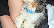 Penny is registered to the contest to win money with this photo: puppy, dog, sleeping, blue_collar, lap, person, legs, car_interior, seatbelt, black_leather_seat, water_bottle, relaxing, cute, furry, white_fur, brown_fur, black_fur, resting, pet, companionship