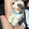 puppy, dog, sleeping, blue_collar, lap, person, legs, car_interior, seatbelt, black_leather_seat, water_bottle, relaxing, cute, furry, white_fur, brown_fur, black_fur, resting, pet, companionship