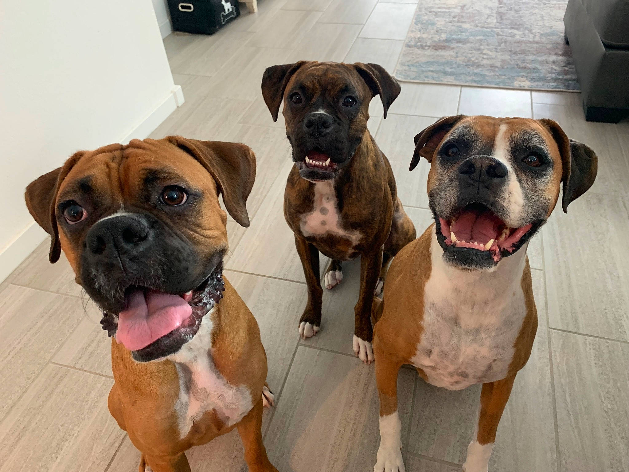 Boxer Nation is registered to the contest to win money with this photo: ancient_dog_breeds, canidae, carnivore, collar, companion_dog, dog, dog_breed, dog_collar, fawn, fur, molosser, non_sporting_group, pet_supply, plant, snout, sporting_group, whiskers, working_animal, working_dog, wrinkle