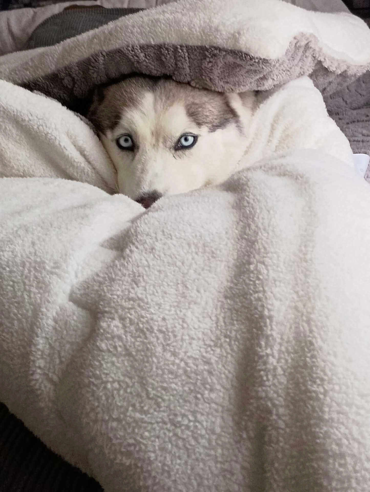 Shyloh is registered to the contest to win money with this photo: dog, husky, blue_eyes, blanket, cozy, indoor, fur, pet, sleepy, curious, comfort, resting, warm, soft, close_up, animal, cute, face, wrapped, relaxing
